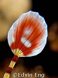 Oriental Fan - Tail of a Network Pipefish! Taken in Matak... by Edvin Eng 